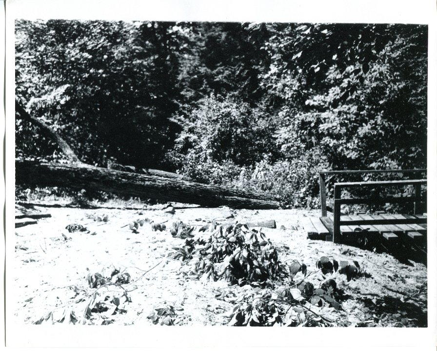 Windstorm 1973 Cedar Cabin Walkway -1